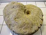 Ammonite de 45cm de diamètre